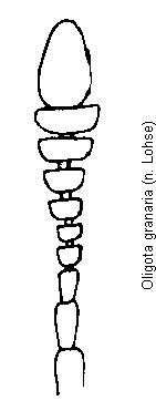 oligota_granaria_f.gif