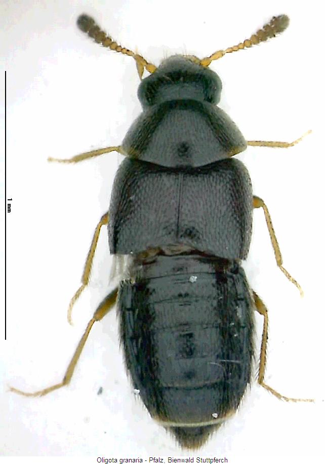 oligota_granaria_hab.jpg