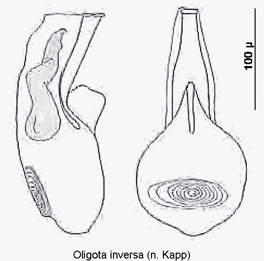 oligota_inversa.gif