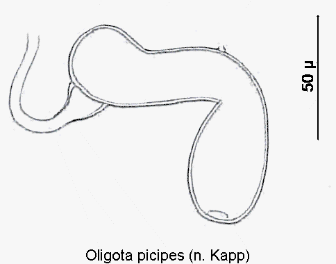 oligota_picipes_sperm.gif