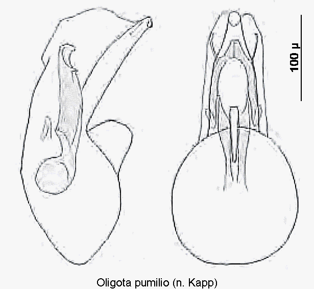oligota_pumilio1.gif