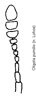 oligota_pumilio_f.gif