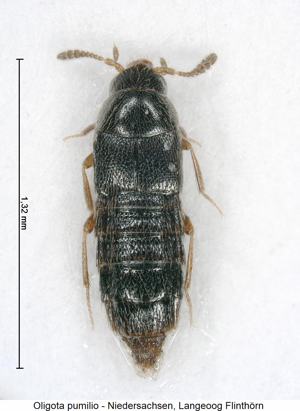 oligota_pumilio_hab.jpg