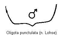 oligota_punctulata_sternit.gif