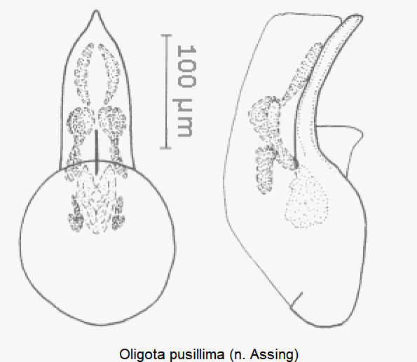 oligota_pusillima.gif