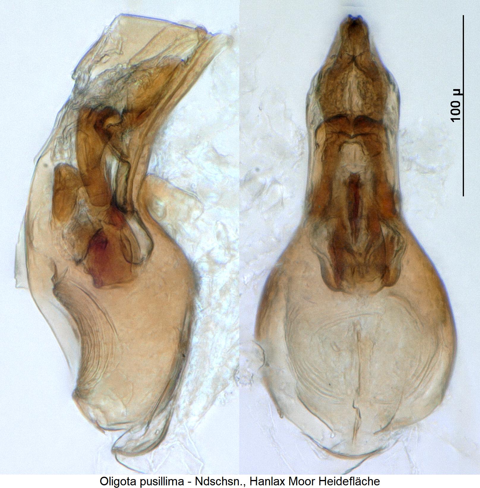 oligota_pusillima1.jpg