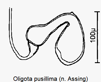 oligota_pusillima_sperm-1.gif
