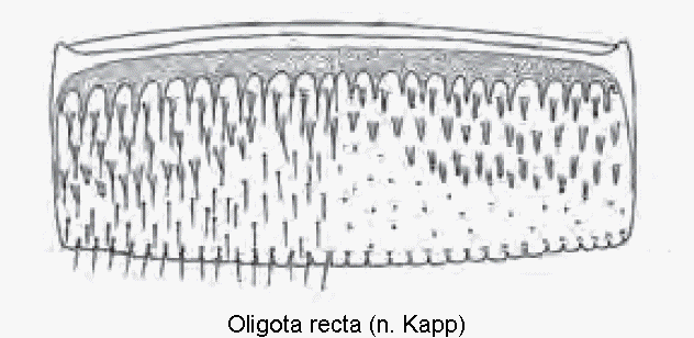 oligota_recta_ter.gif