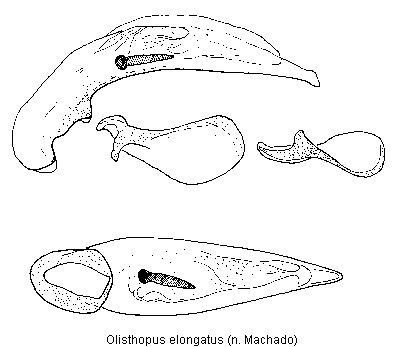 olisthopus_elongatus2.gif