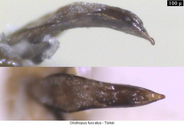 olisthopus_fuscatus.jpg