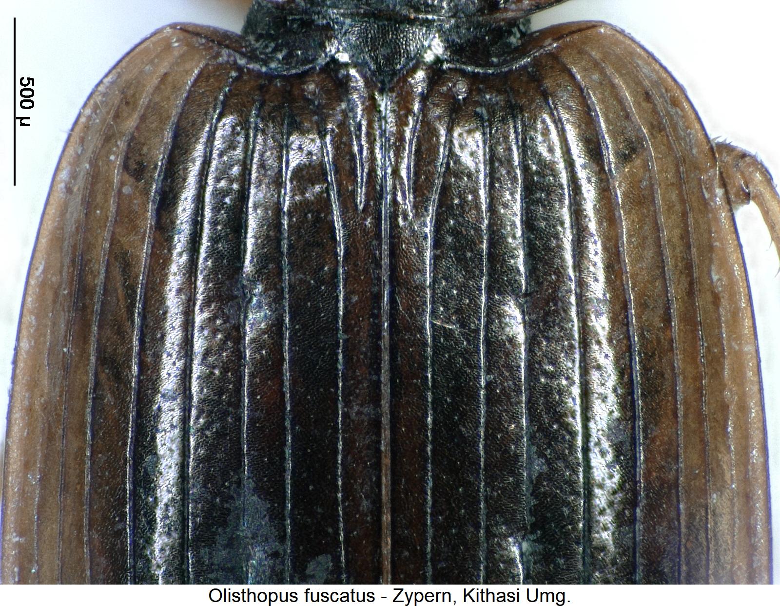 olisthopus_fuscatus_hum.jpg