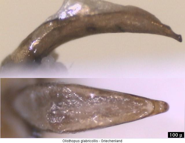 olisthopus_glabricollis.jpg