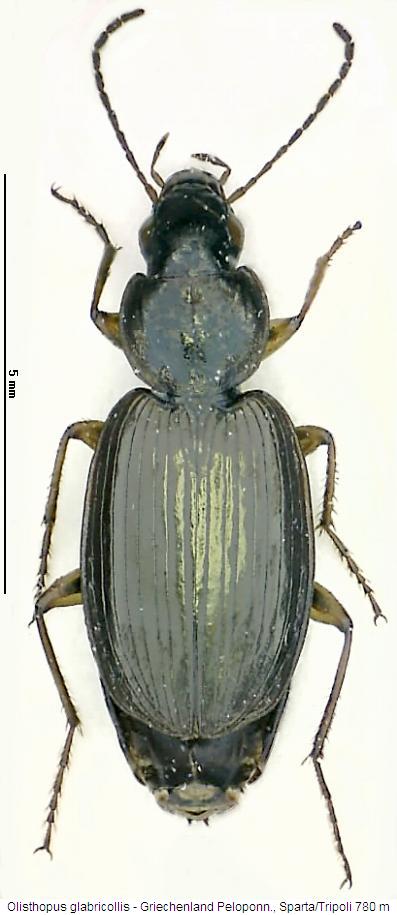olisthopus_glabricollis_hab.jpg