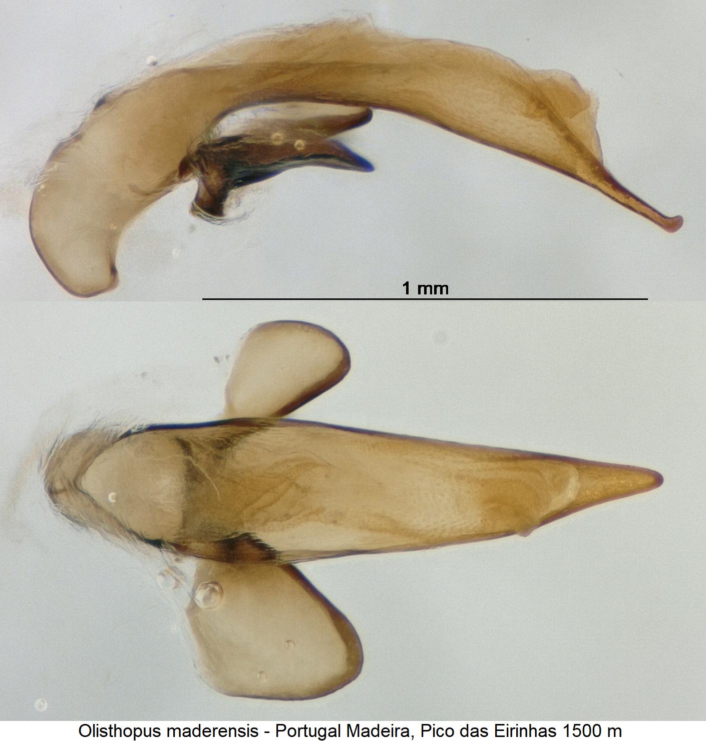 olisthopus_maderensis1.jpg