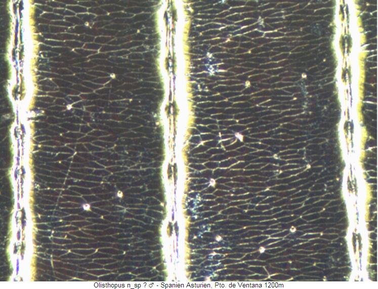 olisthopus_n_sp_m_ms.jpg