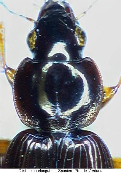 olisthopus_n_sp_vk.jpg