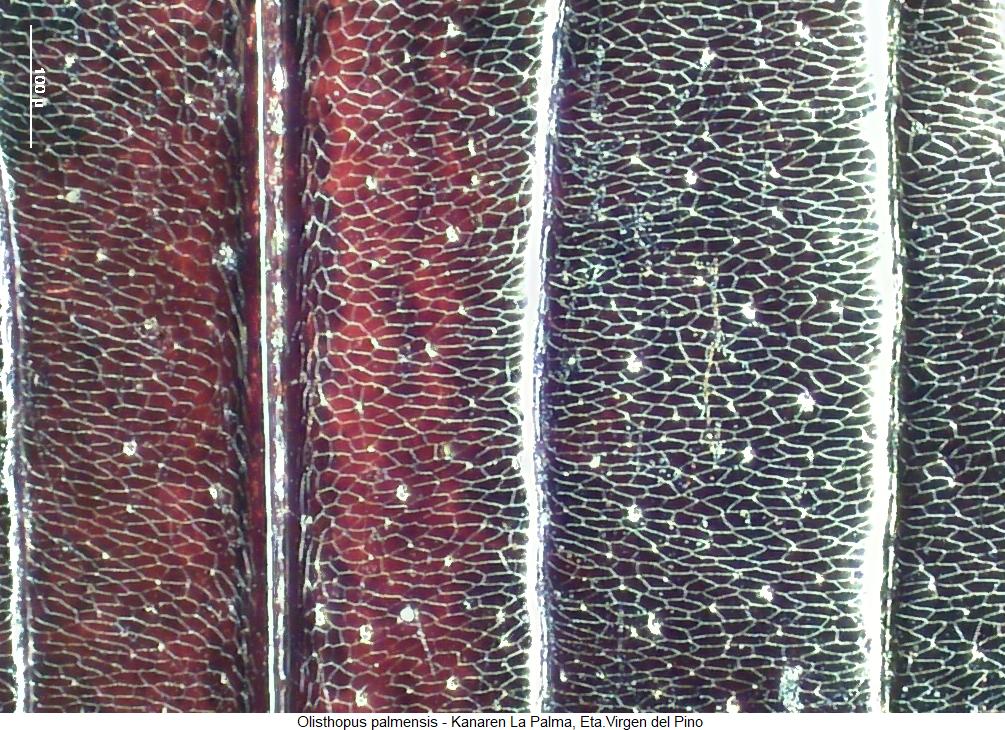 olisthopus_palmensis_ms.jpg