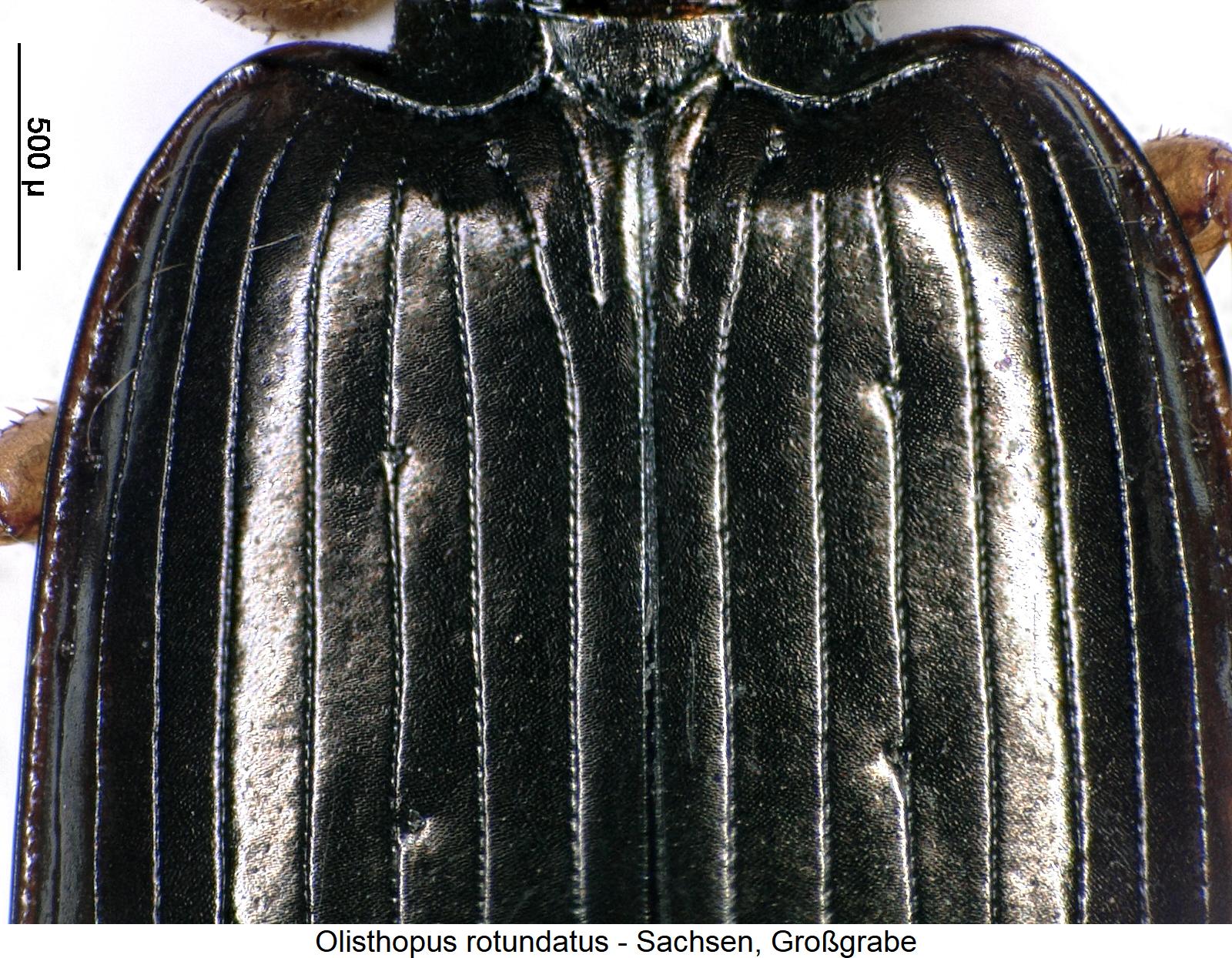 olisthopus_rotundatus_hum.jpg