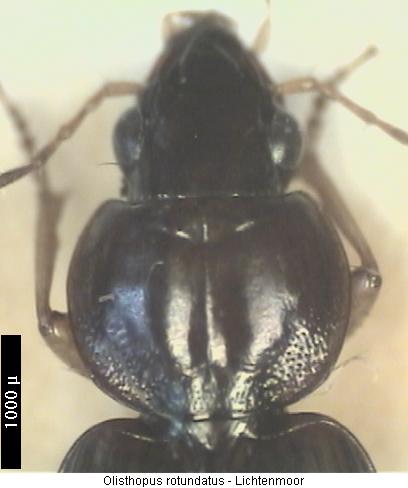 olisthopus_rotundatus_vk.jpg