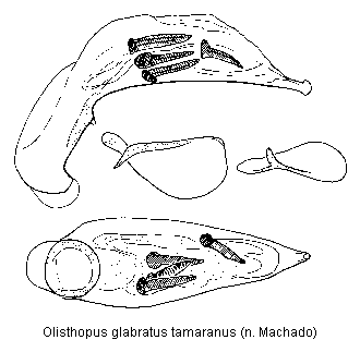 olisthopus_tamaranus.gif