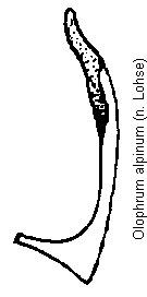 olophrum_alpinum_param.gif