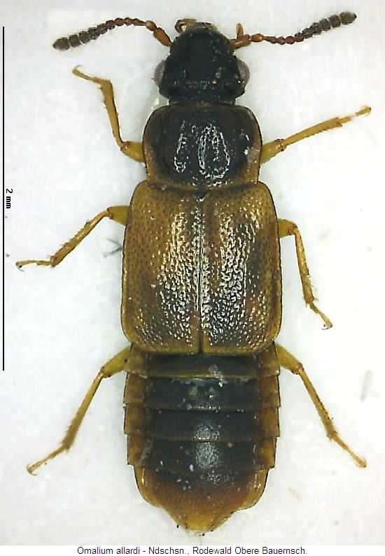 omalium_allardi_hab.jpg