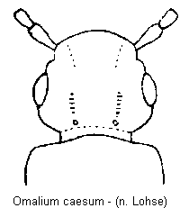 omalium_caesum_vk.gif