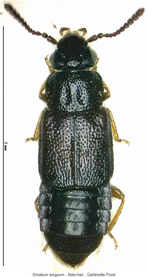 omalium_exiguum_hab.jpg
