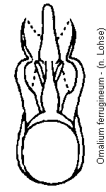 omalium_ferrugineum.gif