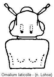 omalium_laticolle_vk.gif