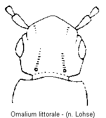 omalium_littorale_vk.gif