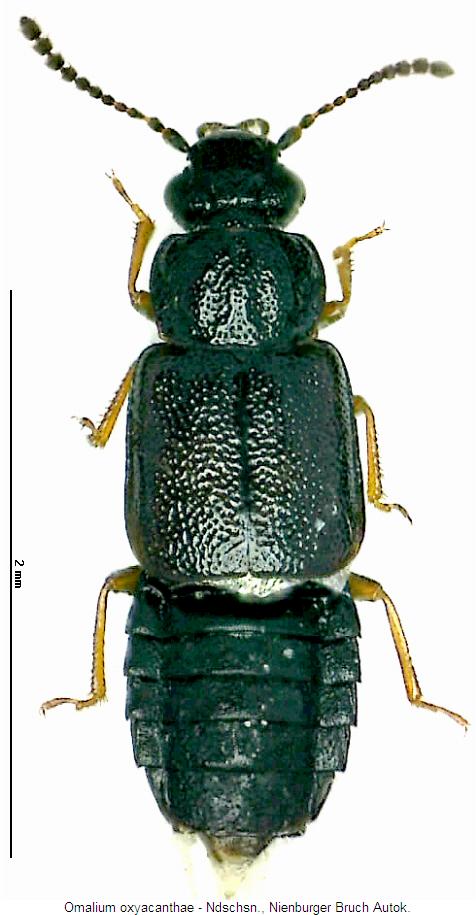 omalium_oxyacanthae_hab.jpg