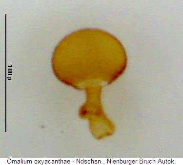 omalium_oxyacanthae_sperm.jpg