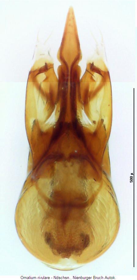 omalium_rivulare.jpg