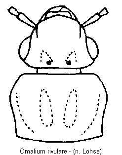omalium_rivulare_vk.gif