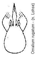 omalium_rugatum.gif