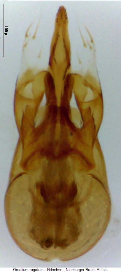 omalium_rugatum.jpg