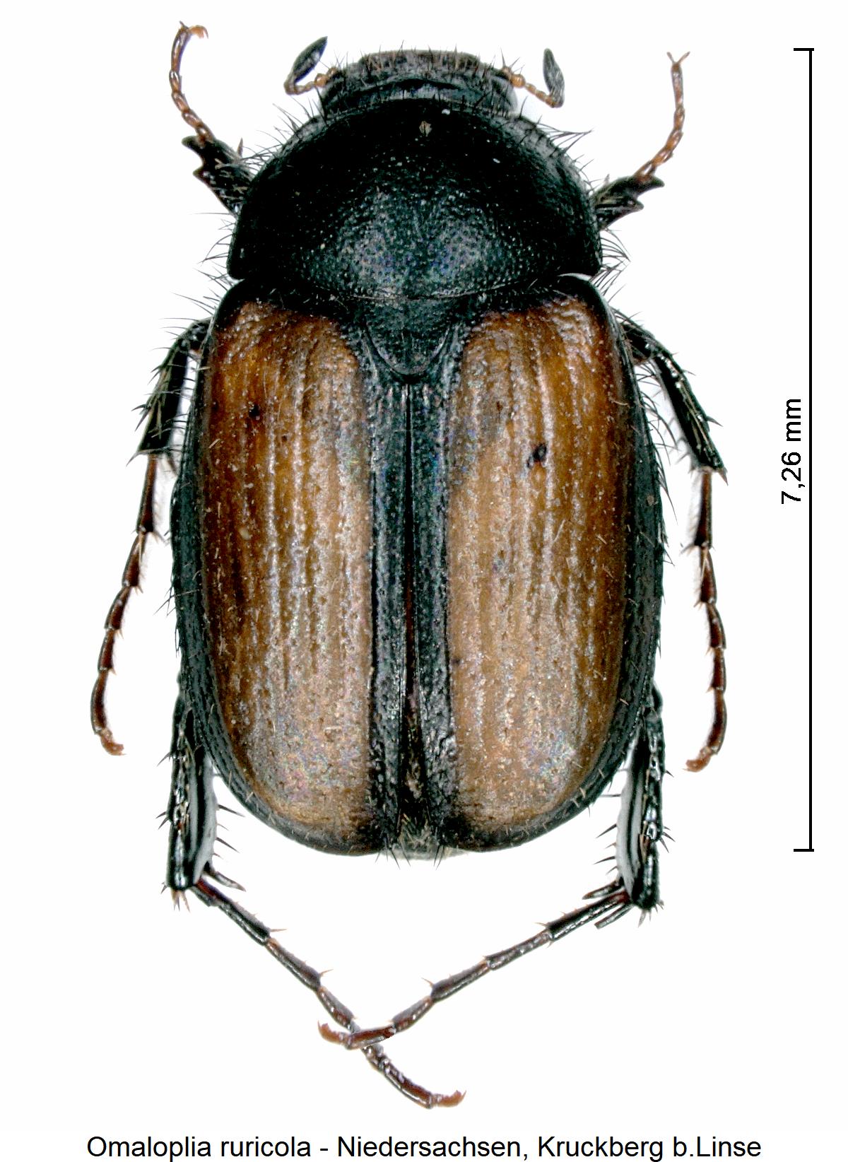 omaloplia_ruricola_hab.jpg