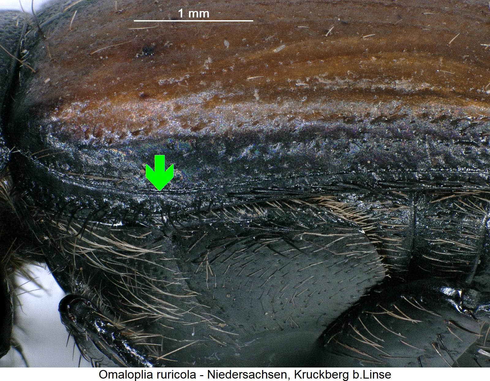 omaloplia_ruricola_srd.jpg