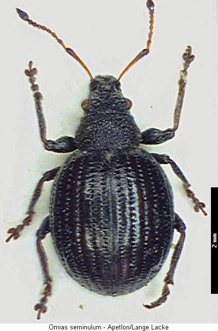 omias_seminulum_hab.jpg