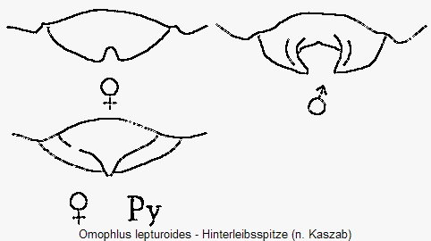 omophlus_lepturoides_hlb.gif