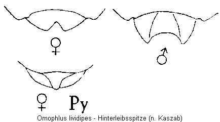 omophlus_lividipes_hlb.gif