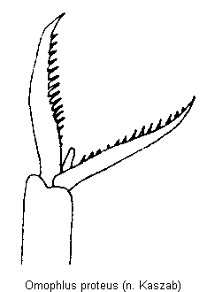 omophlus_proteus_tr.gif
