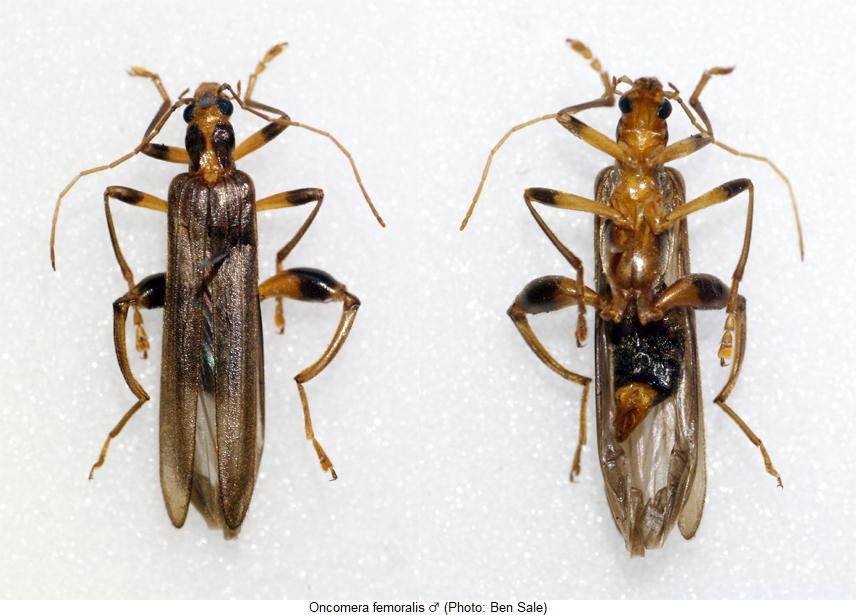 oncomera_femoralis_hab.jpg