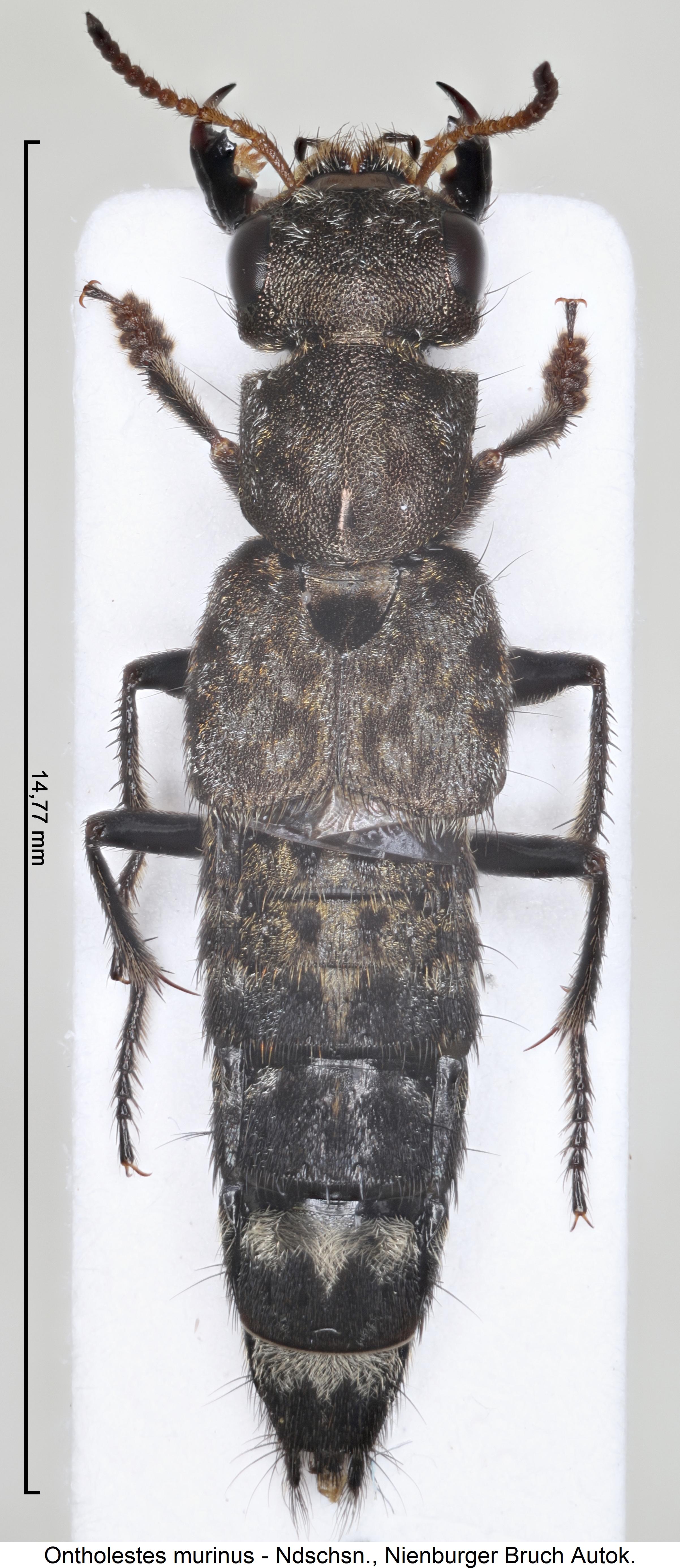 ontholestes_murinus_hab.jpg