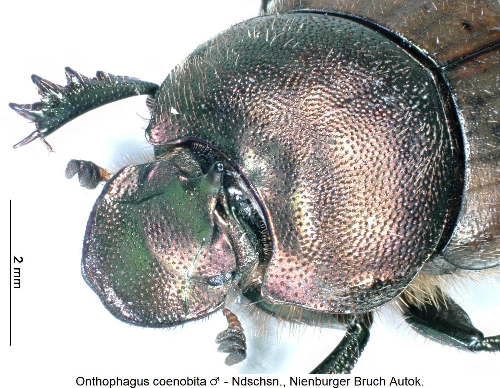 onthophagus_coenobita_m_vk.jpg