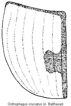 onthophagus_cruciatus_fld.gif