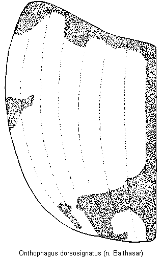 onthophagus_dorsosignatus_fld.gif