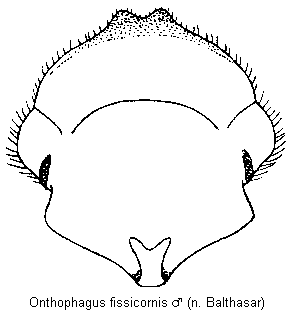 onthophagus_fissicornis_k.gif