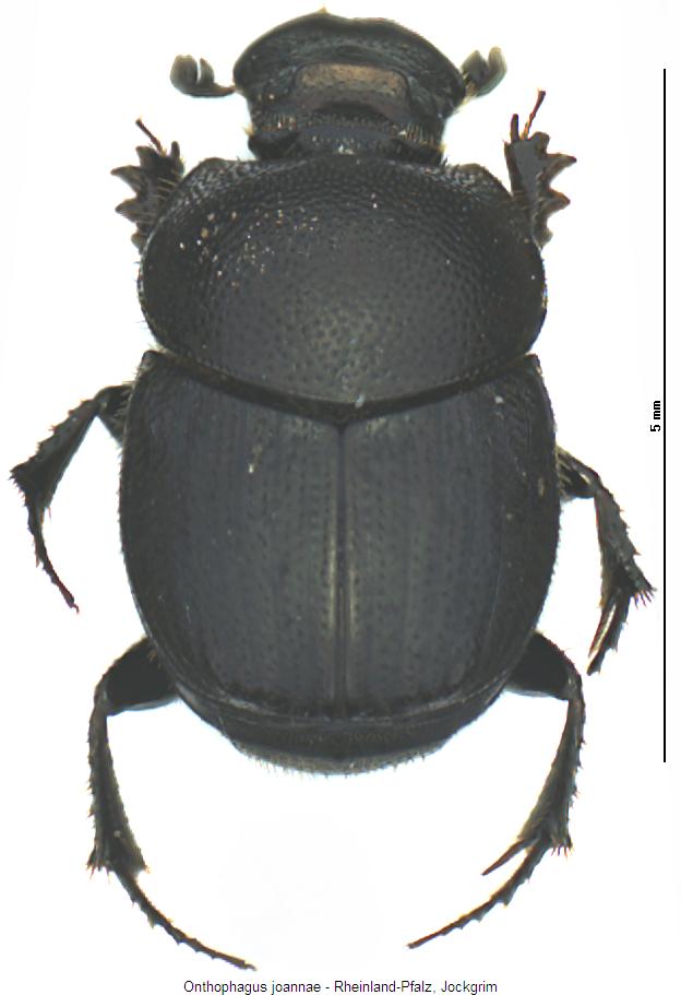 onthophagus_joannae_hab.jpg